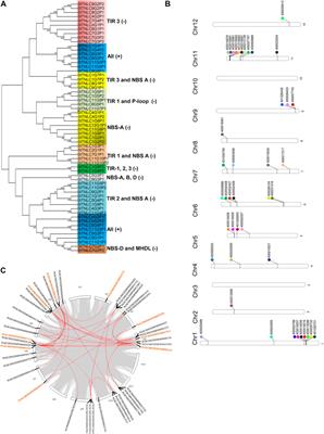 Genome-Wide Analysis of TIR-NBS-LRR Gene Family in Potato Identified StTNLC7G2 Inducing Reactive Oxygen Species in Presence of Alternaria solani